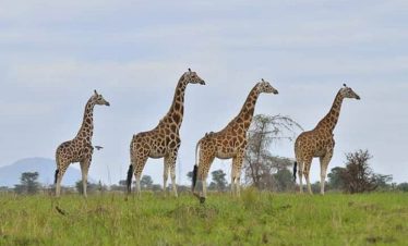 Great Rift Bundu Bash